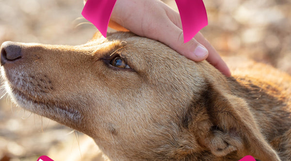 The-AWS-PAWS-Program Kyoot Kosmetics